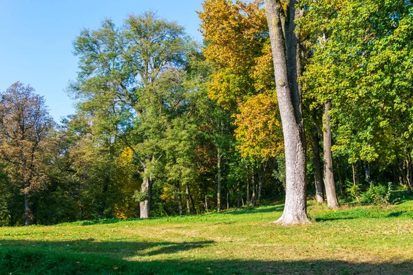 Alberi Autunnali Colorati Castello Miclauseni Romania — Foto Stock