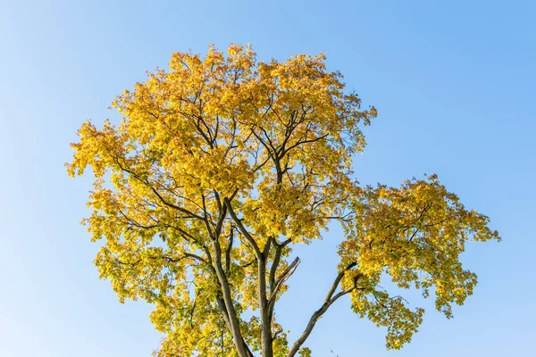 Colorido Árbol Otoño Castillo Miclauseni Rumania — Foto de Stock