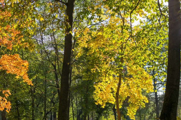 Paesaggio Della Foresta Autunnale Dal Castello Miclauseni Romania — Foto Stock