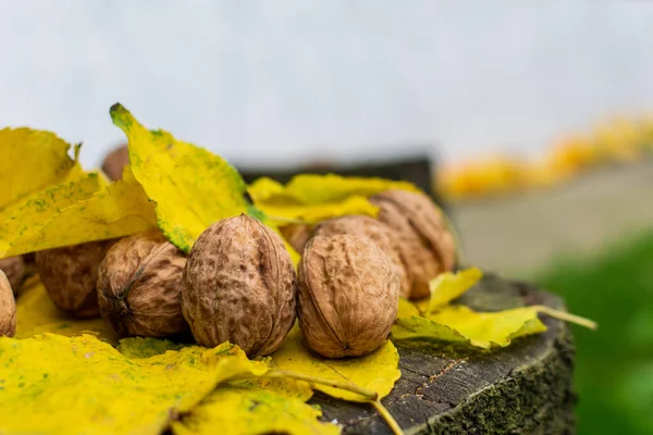 Noci Naturali Tra Foglie Colorate Autunnali Illuminate Dalla Luce Del — Foto Stock