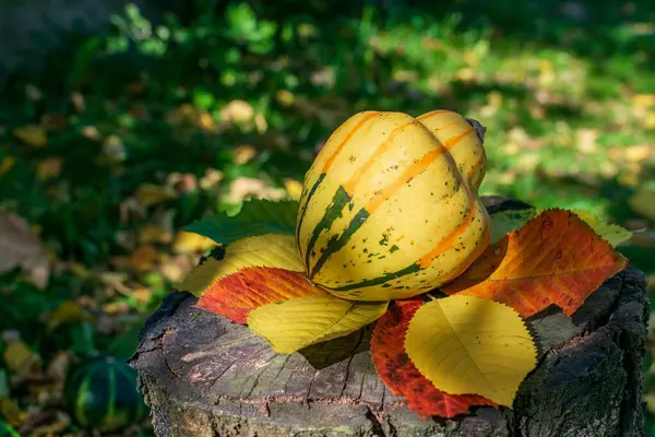 Żółta Dynia Lub Dynia Paskami Drewnianym Stole Pokryta Jesiennymi Kolorowymi — Zdjęcie stockowe