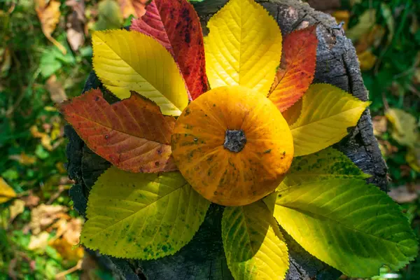 Zucca Zucca Arancione Con Macchie Verdi Tavolo Legno Ricoperto Foglie — Foto Stock