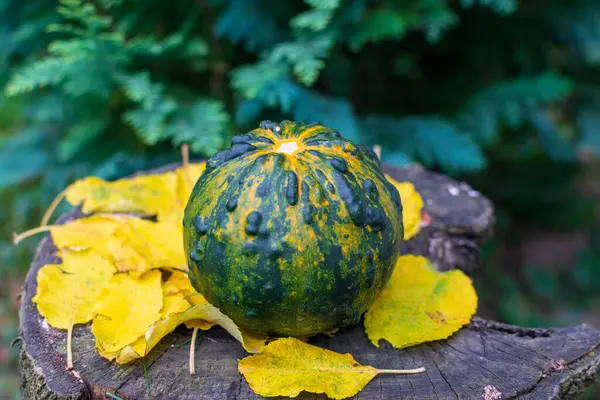 Grön Kalott Eller Pumpa Med Ränder Ett Träbord Täckt Höstfärgade — Stockfoto