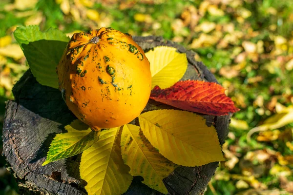 나뭇잎으로 탁자에 점들이 오렌지 호리병박이나 이해가질 계몽되어 — 스톡 사진