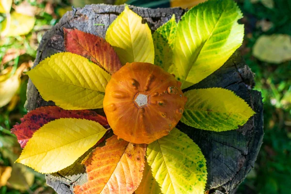 Zucca Zombie Hybrid Tavolo Legno Ricoperto Foglie Colorate Autunnali Illuminate — Foto Stock