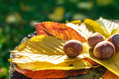 Sonbahar Renkleri Arasındaki Fındıklar Günbatımından Aydınlanan Ormanda Yapraklar