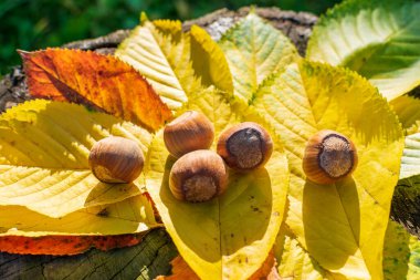 Sonbahar Renkleri Arasındaki Fındıklar Günbatımından Aydınlanan Ormanda Yapraklar