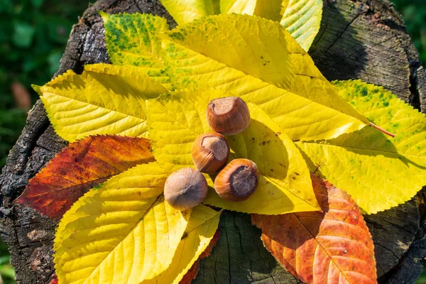 Hazelnuts Fall Colored Leaves Forest Enlightened Sunset — Foto Stock