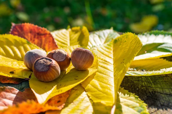 Орехи Среди Осенних Цветных Листьев Лесу Освещенном Закатом — стоковое фото