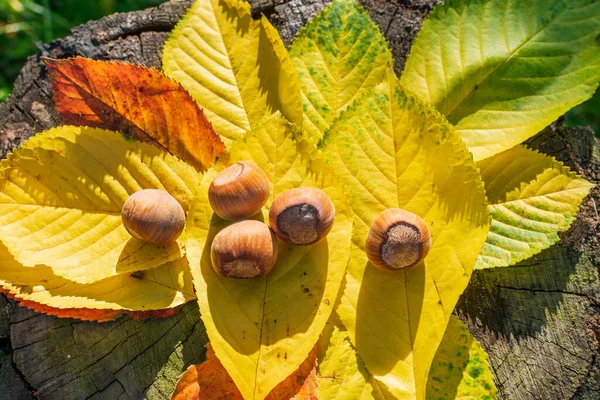 Hazelnuts Fall Colored Leaves Forest Enlightened Sunset — Foto Stock