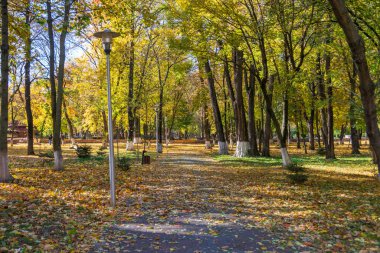 A path from the Roman Park surrounded by colored leaves, Romania