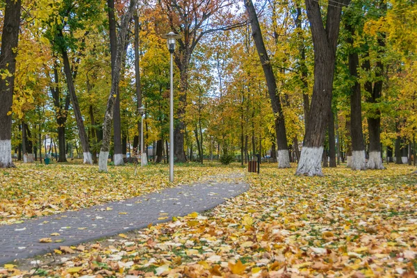 Path Roman Park Surrounded Colored Leaves Romania — Foto Stock