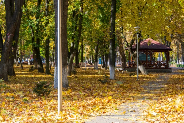 Path Roman Park Surrounded Colored Leaves Romania — Stockfoto