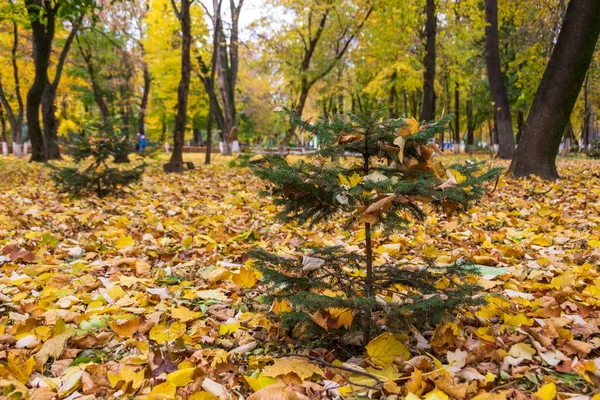 Autumn Roman Park Colored Leaves Romania — Foto Stock