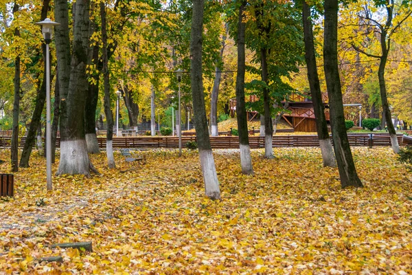 Autumn Roman Park Colored Leaves Romania — Photo