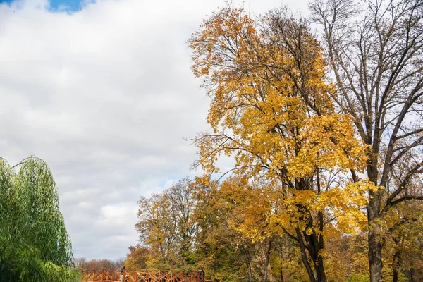 Autumn Roman Park Colored Leaves Romania — Foto Stock
