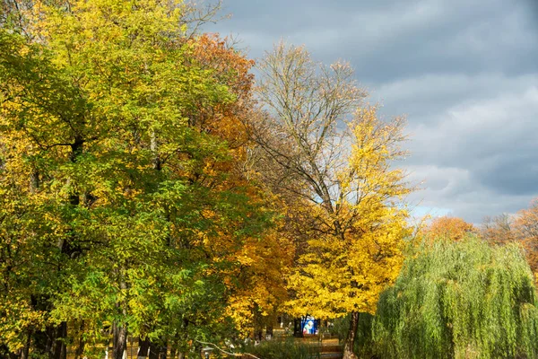 Autumn Roman Park Colored Leaves Romania — Foto Stock