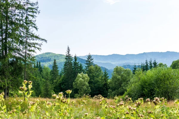 Sebuah Pemandangan Hutan Cemara Dari Taman Peri Borsec Rumania — Stok Foto