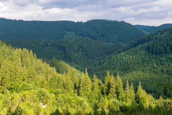 Paisaje Bosque Abeto Del Jardín Las Hadas Borsec Rumania — Foto de Stock