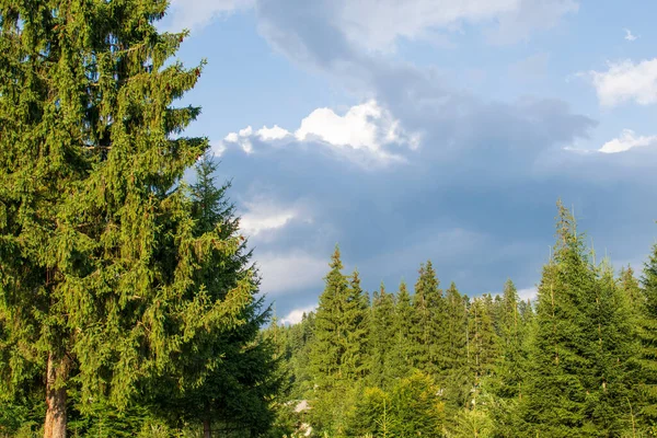 Eine Tannenwald Landschaft Aus Dem Feengarten Borsec Rumänien — Stockfoto