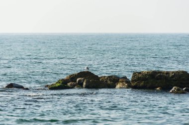 Bulgaristan 'da Karadeniz Kayaları
