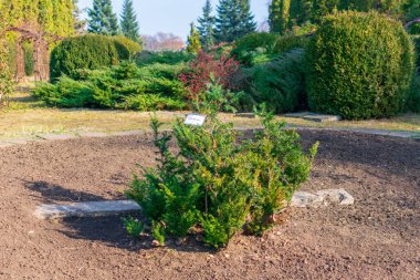 Taxus Baccata tree at the Botanic Garden Iasi, Romania