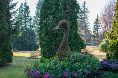 A swan arranged with decorative cabbage and other special flowers at Botanic Garden Iasi, Romania