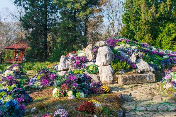 Decorative cabbages planted between rocks at Botanic Garden Iasi, Romania