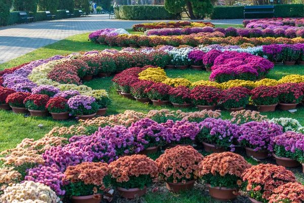 Special Arrangement Chrysanthemums Botanic Garden Iasi Romania — Zdjęcie stockowe