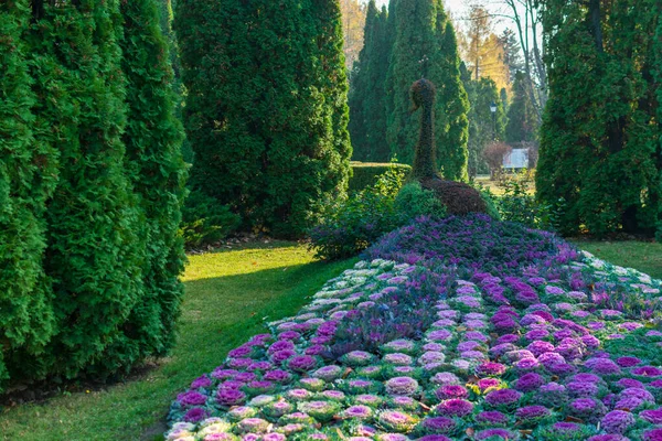 Special arrangement with decorative cabbage from Botanic Garden Iasi, Romania