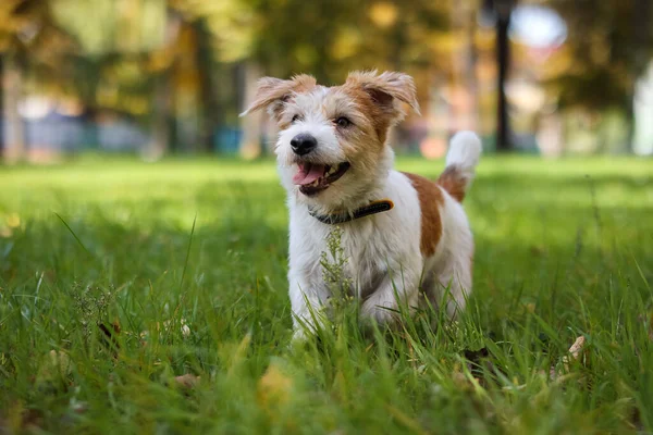 Porträtt Wire Haired Jack Russell Terrier Bakgrund Gula Blad Parken — Stockfoto