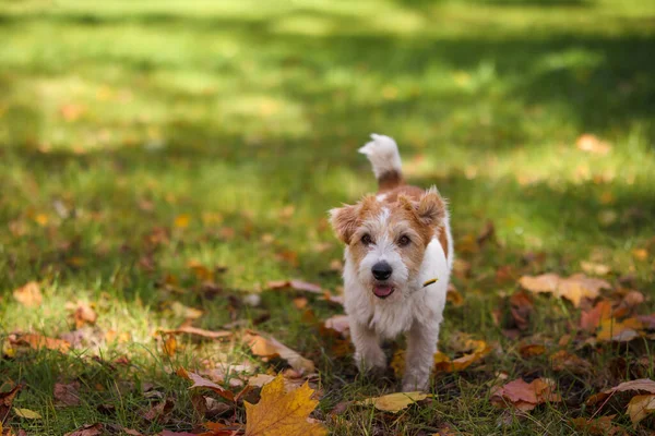 Ritratto Jack Russell Terrier Con Anello Gomma Arancione Tra Denti — Foto Stock