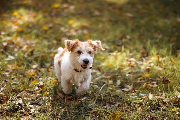 Retrato Jack Russell Terrier Com Anel Borracha Laranja Seus Dentes — Fotografia de Stock