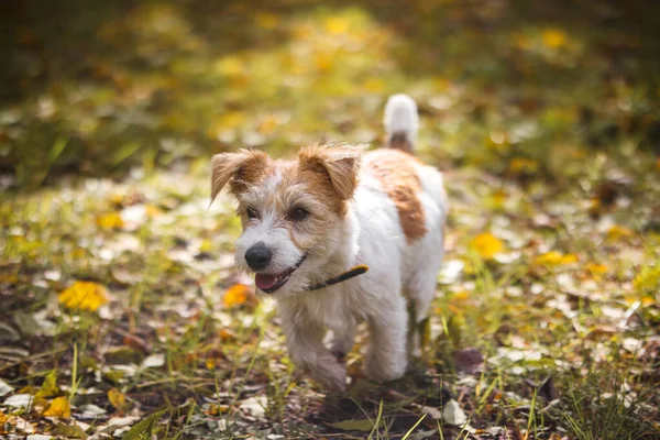 Trådhårig Jack Russell Terrier Löper Genom Gult Höstlövverk Parken — Stockfoto