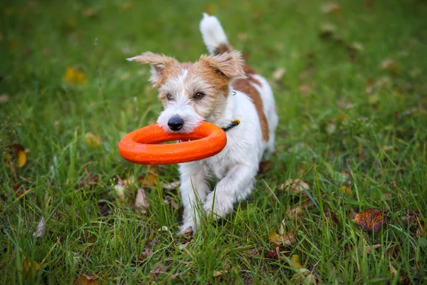 Retrato Jack Russell Terrier Com Anel Borracha Laranja Seus Dentes — Fotografia de Stock