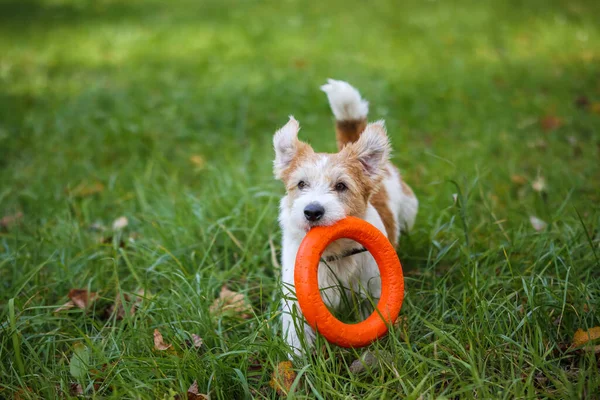 Porträtt Taggig Jack Russell Terrier Med Orange Gummiring Tänderna Parken — Stockfoto