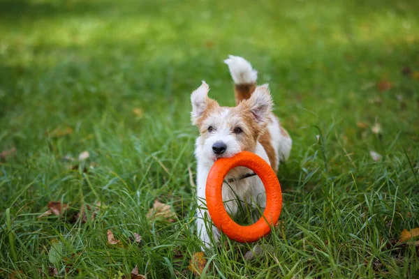 Tel saçlı Jack Russell Terrier 'ın portresi. Parkta dişinde turuncu bir halka vardı. Yeşil çimlerin üzerinde, sarı sonbahar yaprakları dökülmüştü..