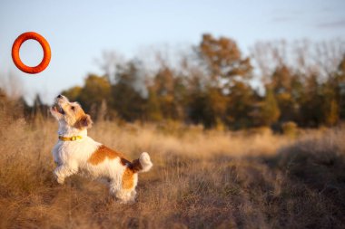 Jack Russell Terrier köpek yavrusu sonbahar tarlasında bir portakal toplayıcısı yakalar..