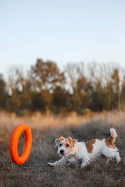 Jack Russell Terrier Valp Fångar Orange Puller Ett Höstfält — Stockfoto