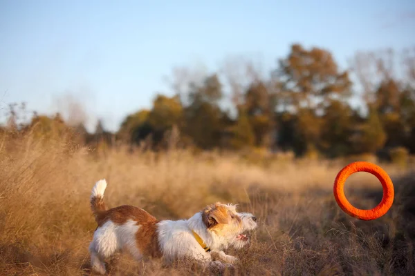 Jack Russell Terrier Valp Fångar Orange Puller Ett Höstfält — Stockfoto