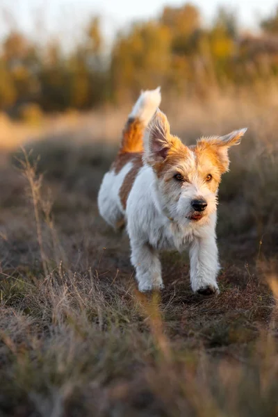 Wirehaired Jack Russell Terrier Valp Körs Ett Höstfält — Stockfoto