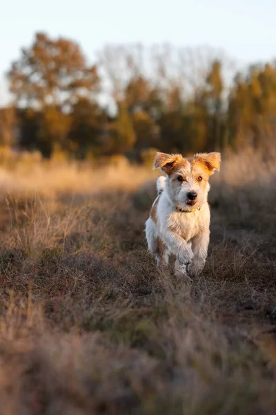 Wrehaired Jack Russell Terrier Kiskutya Fut Egy Őszi Mezőn — Stock Fotó