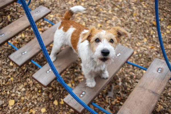 Çeviklik dersi. Köpek eğitim kasabası. Tel saçlı Jack Russell Terrier köpek yavrusu asılı halat merdivenin basamağında oturuyor..