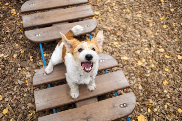 Çeviklik dersi. Köpek eğitim kasabası. Tel saçlı Jack Russell Terrier köpek yavrusu asılı halat merdivenin basamağında oturuyor..