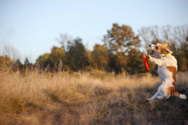 Agilitás Lecke Jack Russell Terrier Kiskutya Elkap Egy Narancssárga Húzót — Stock Fotó