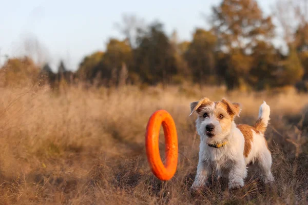 Aula Agilidade Jack Russell Terrier Filhote Cachorro Pega Puxador Laranja — Fotografia de Stock