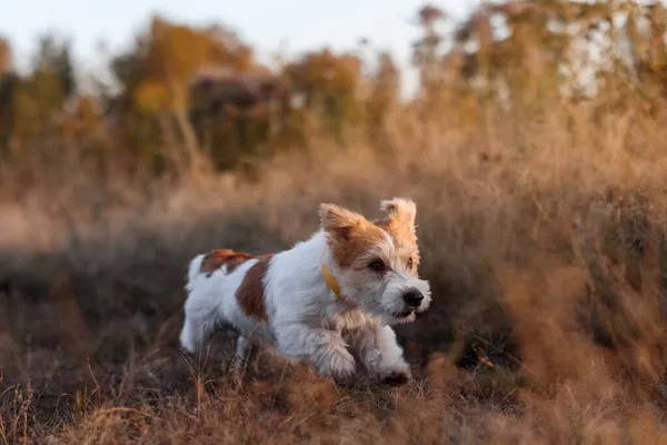 Wirehaired Jack Russell Terrier Valp Körs Ett Höstfält — Stockfoto