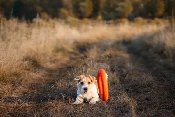 Lektion Gilitet Jack Russell Terrier Valp Fångar Orange Puller Ett — Stockfoto