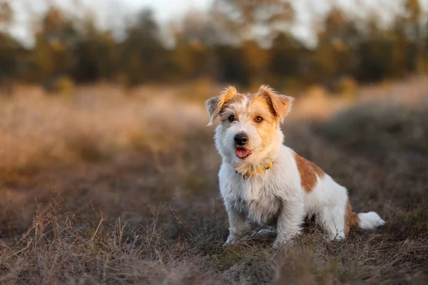 Retrato Jack Russell Terrier Pelo Alambre Campo Otoñal — Foto de Stock