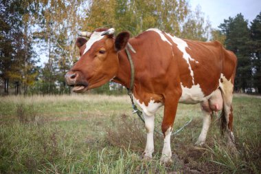 Yeşil arka planda otlayan kırmızı ve beyaz inek.